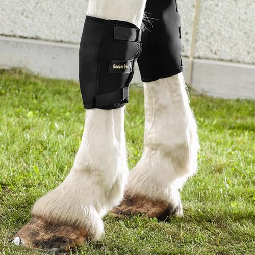 Knee Boots for Horses (Black / Small 12")