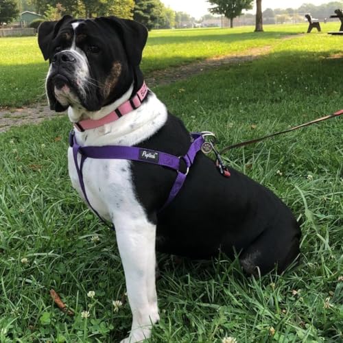 No Pull Dog Harness Large Sized Step (Purple / Large)