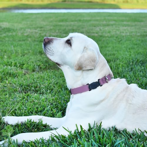 Biothane Waterproof Dog Collar with Herm Sprenger Stainless Steel Quick Release Buckle (W 3/4" x L 12"-19" / Amethyst Purple)