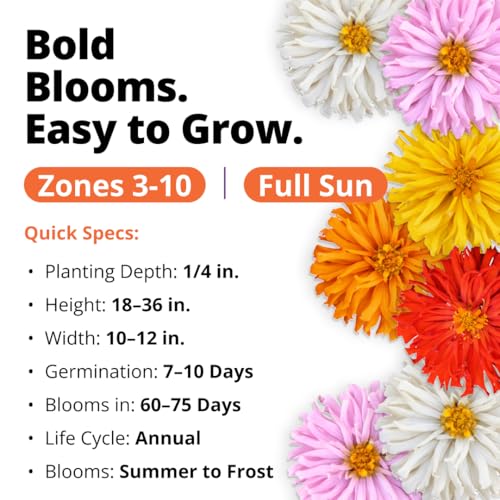 Zinnia Cactus Mix 2000 Flower Seeds Zinnia elegans