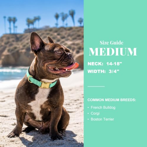 Soft Padded Dog Collar for Medium Dogs (Teal / M：Fit 14-18" Neck, Width ¾")