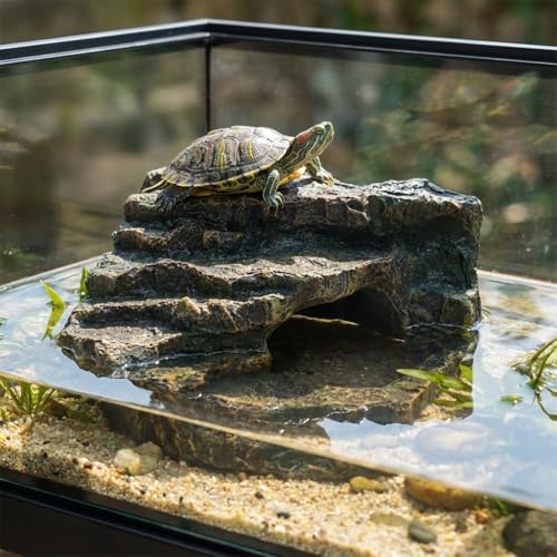 Gecko Tank Acccessories (M-Smooth ledge / Medium)