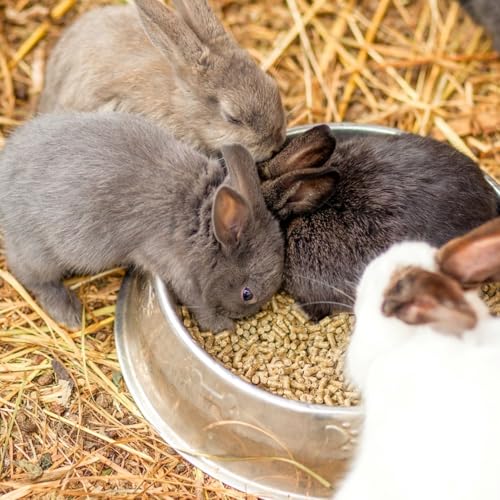 Organic Bedding Straw for Pets (5lb)