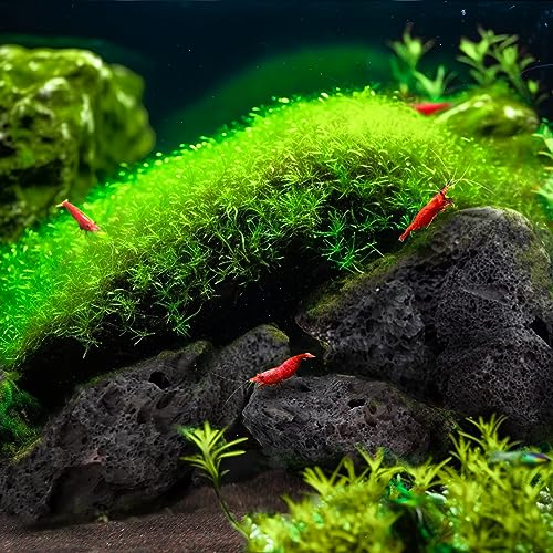Black Lava Rock 16lb Aquarium Rocks Stones for Fish Tank Decor (04 Black Lava Stones（3-10inch,16lbs）)