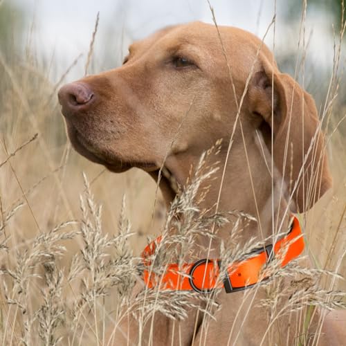 Biothane Waterproof Dog Collar Strong Coated Nylon Webbing with Black Hardware Odor