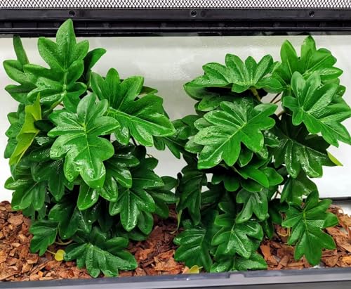 Reptile Plants for Terrarium (Philodendron Selloum)