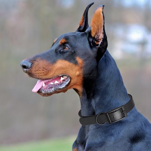 Biothane Waterproof Dog Collar Strong Coated Nylon Webbing with Black Hardware Odor