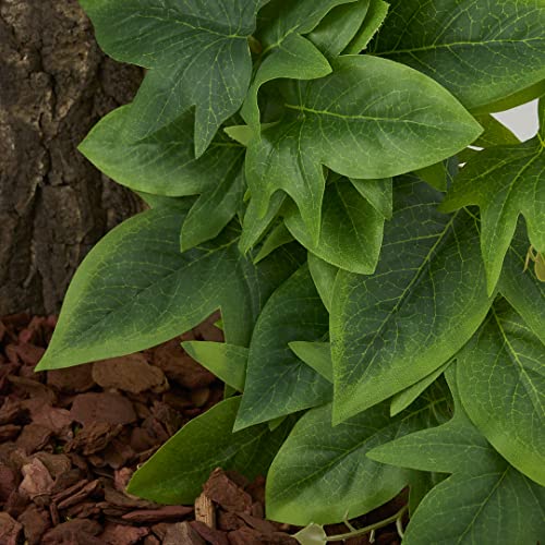 Fake Sweet Potato Vine (Fake Sweet Potato Vine)