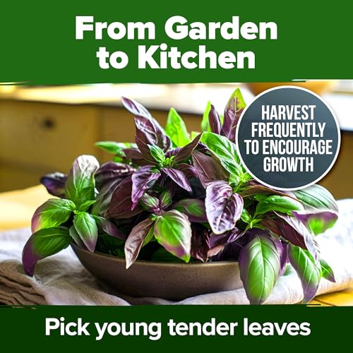 Thai Basil Seeds