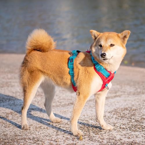 No Pull Dog Harness (Red Base & Teal Straps / Extra Small)