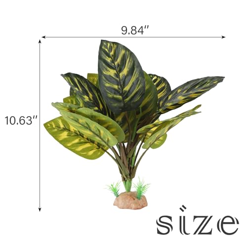 Terrarium Plants for Reptile Terrarium (Peacock Prayer)