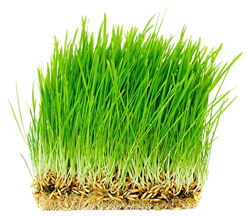 Organic Oat Seed for Planting & Cat Grass (5 Pound (Pack of 1))