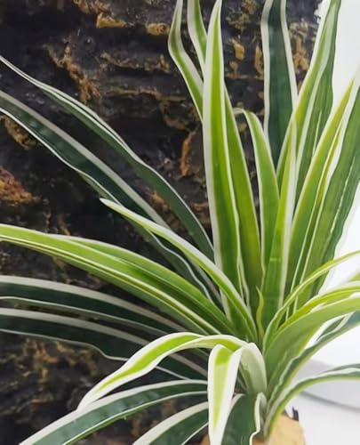 Reptile Plants Terrarium Decor (Fake Spider Plants)