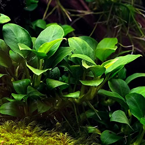 Potted Anubias Plants (Potted Anubias Var Nana)