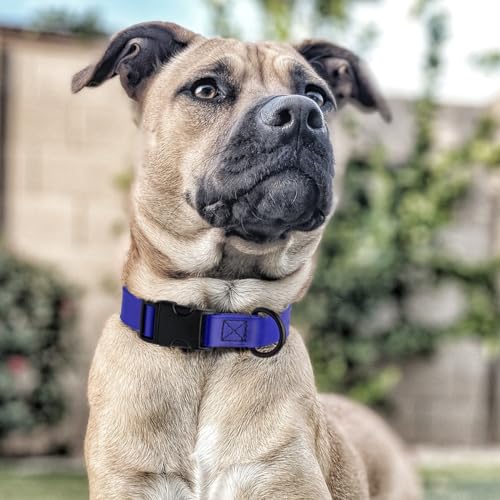 Biothane Waterproof Dog Collar with Quick Release Buckle Strong Coated Nylon Webbing with Odor (1"W by 15-25"L / Blueberry Royal)