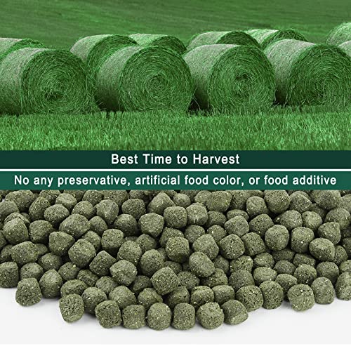 Timothy Hay Cubes 10 oz with Small Size (10 Ounce (Pack of 1))