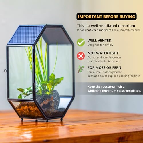 Glass Enclosure Terrarium with Mesh and Door for Spiders (6.2 x 3.1 x 8.7 inches)