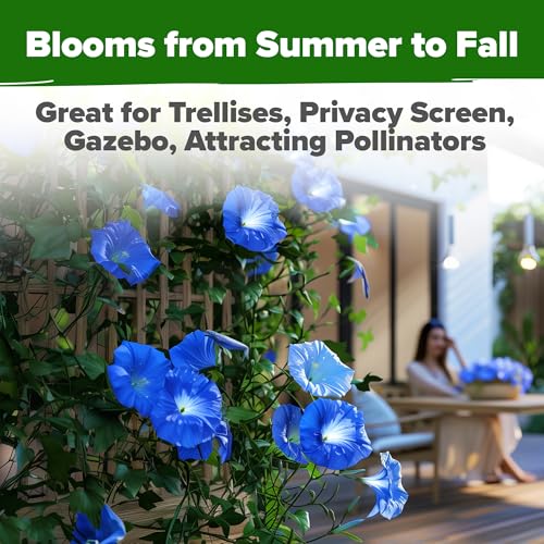Heavenly Blue Morning Glory Seeds