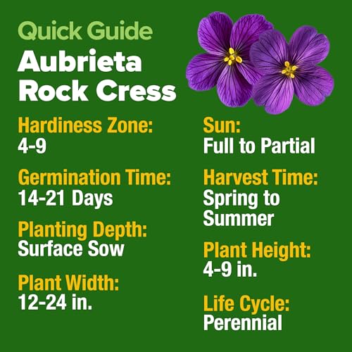 Aubrieta Rock Cress Purple Seeds