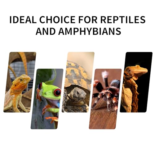 Mini Reptile Glass Terrarium Tank 8"*8"*10" Full View with Front Opening Door (8x8x10 inch)