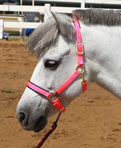 Adjustable Horse Halters by Heavy Duty Soft Nylon (Purple / XXS Pony)