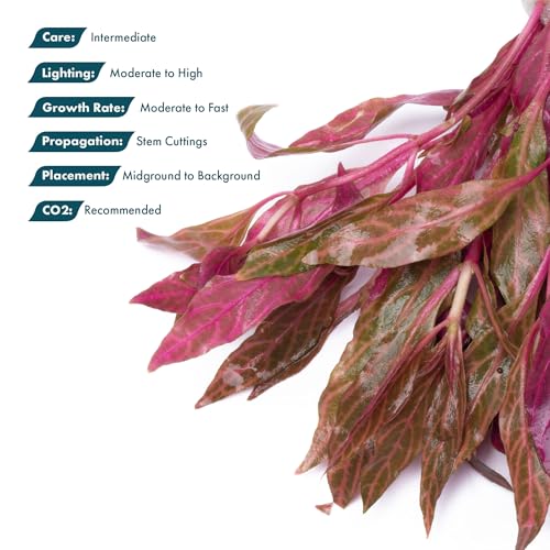 Live Aquarium Red Stem Plants (Lead Bunch - 1 Pack / Alternanthera Rosanervig)