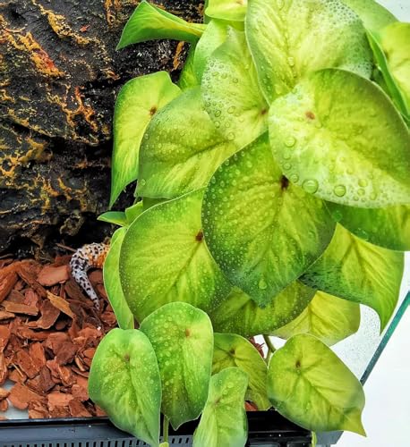 Reptile Plants for Terrarium (Arrowhead)