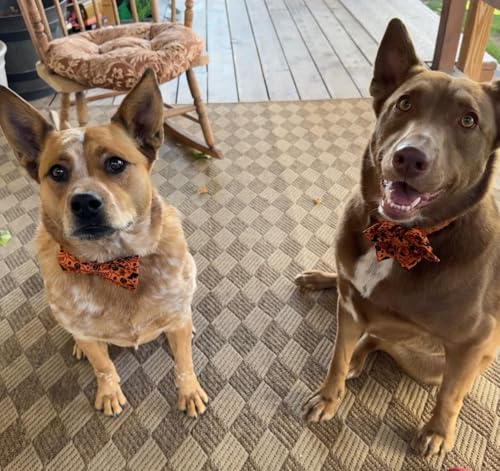 Halloween Dog Collar with Bowtie (A:Halloween / Large (Pack of 1))