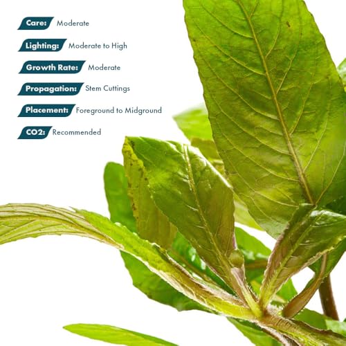 Live Plants Staurogyne Bihar (Pot - 1 Pack / Staurogyne Bihar)