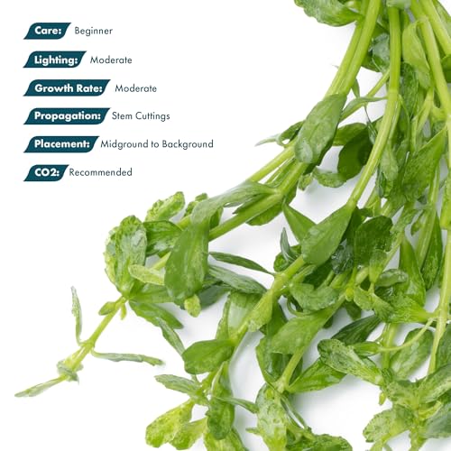 Live Aquarium Stem Plants (Lead Bunch - 1 Pack / Bacopa Monniera Variegatus)