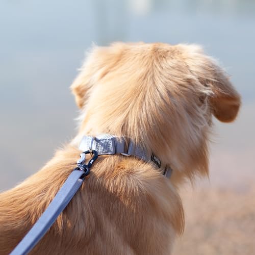 Martingale Dog Collars for Medium Dogs (Medium / Sleet Gray)