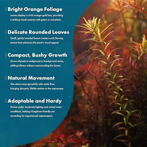 Live Aquarium Stem Plants (Lead Bunch - 1 Pack / Rotala Rotundifolia Orange Juice)