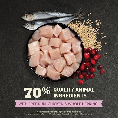 Dry Cat Food for Kittens First Feast Chicken and Fish 4lb Bag (4 Pound (Pack of 1))