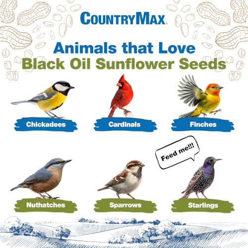 25LB Backyard Seeds Black Oil Sunflower Seeds (Black Oil Sunflower Seed / 25 Pound (Pack of 1))