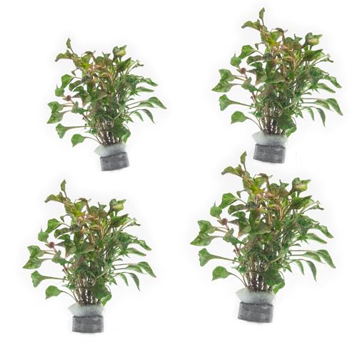 Alternanthera Bettzickiana (Lead Bunch - 4 Pack / Alternanthera Bettzickiana Red)