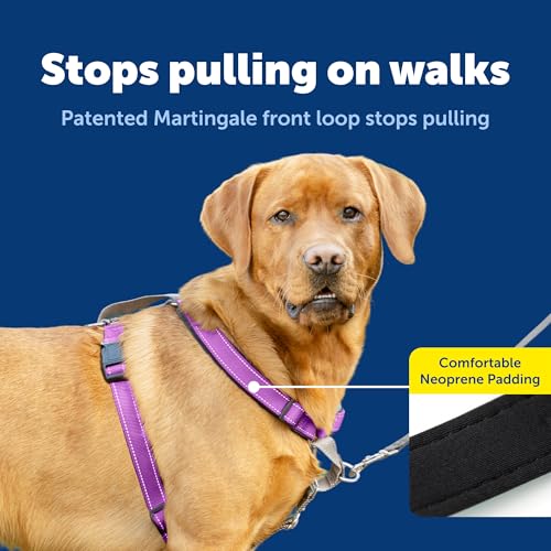 Easy Walk 3 in 1 No Pull Dog Harness (Plum / Large (Pack of 1))