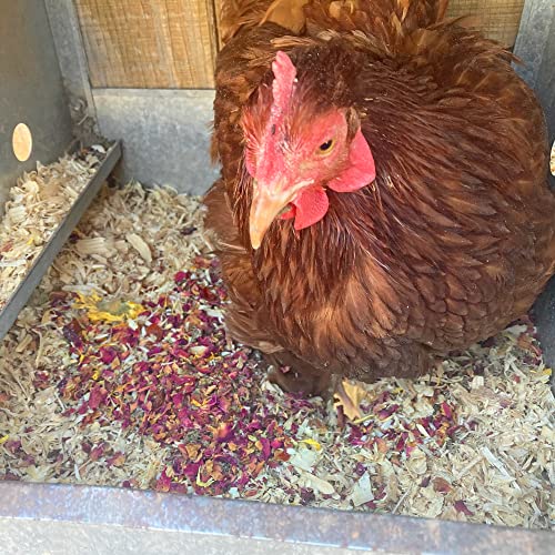 Non GMO Backyard Chicken Nesting Herbs (10 Ounce (Pack of 1))