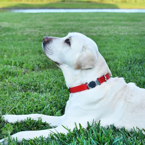 Biothane Waterproof Dog Collar with Herm Sprenger Black Stainless Steel Quick Release Buckle (W 3/4" x L 12"-19" / Cherry Red)