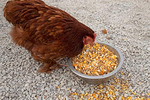 Mealworm Black Soldier Fly Larvae (10 pounds)