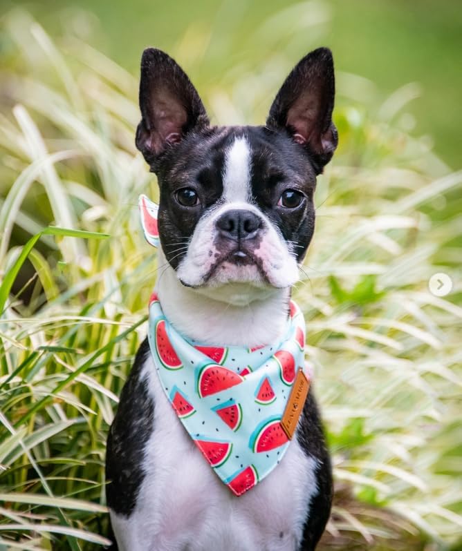 Luxury Dog Bandanas (Watermelon / Small)