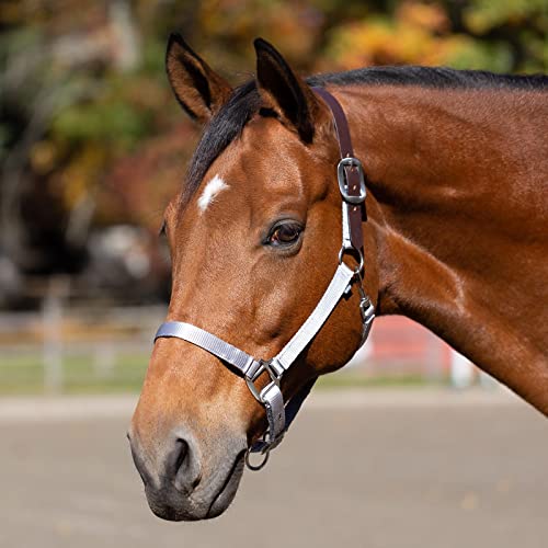 Loki Nylon Horse Halter (Silver Sconce Gray / Horse)
