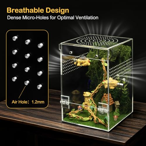 Jumping Spider Enclosure Starter Kit (Green / Large)