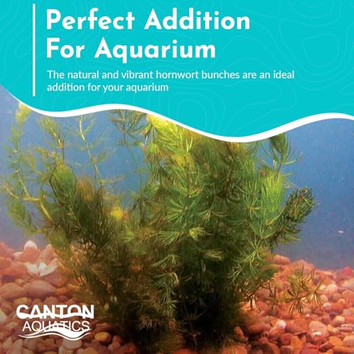 Hornwort Aquarium Plant (1 Pack)