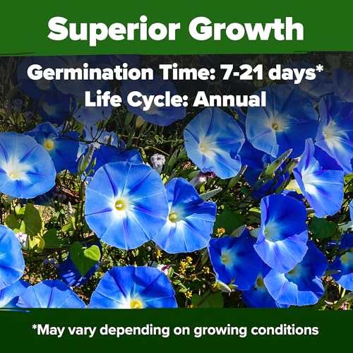 Heavenly Blue Morning Glory Seeds