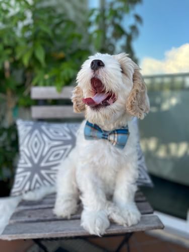 Boy Dog Collar with Bowtie (Blue Grid / XX-Small (Pack of 1))