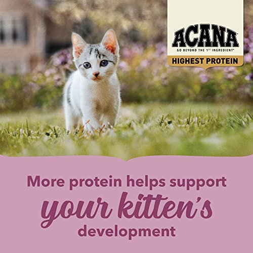 Highest Protein Dry Cat Food Kitten Recipe 4lb Bag (4 Pound (Pack of 1))