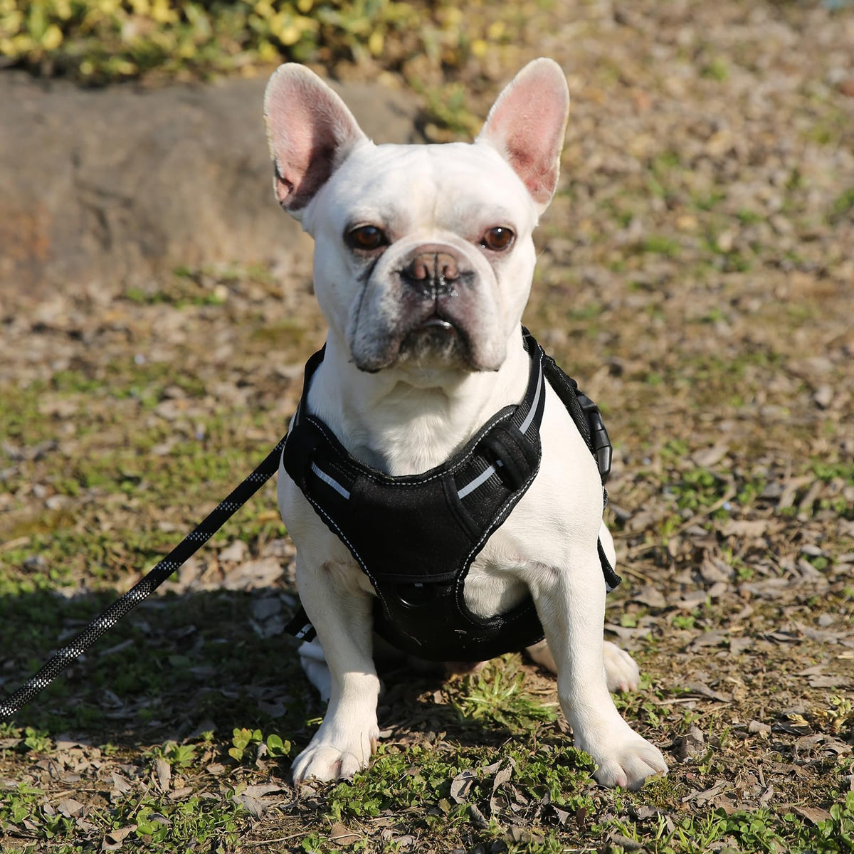 No Pull Dog Harness (Small)