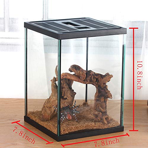 Vertical Glass Terrarium for Mantis (L7.8 x W7.8 x H10.8 inches / Black)