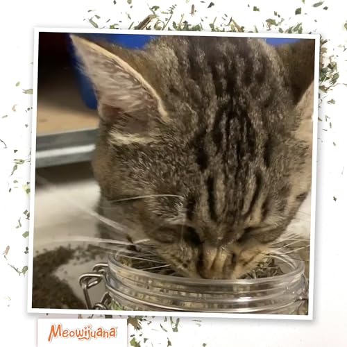 Catnibas Catnip Pawty Mix Jar
