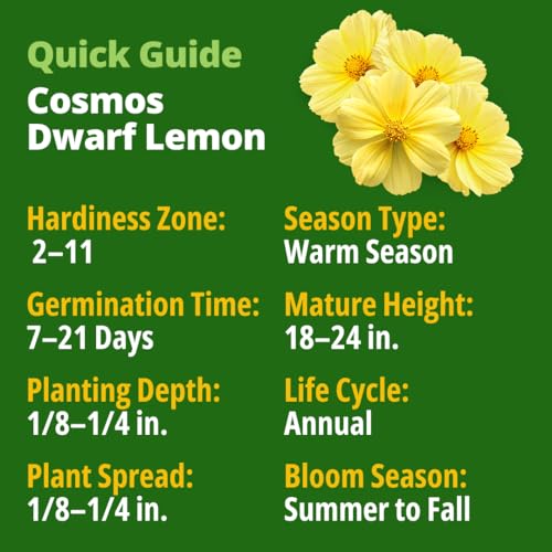 Cosmos Seeds Dwarf Lemon